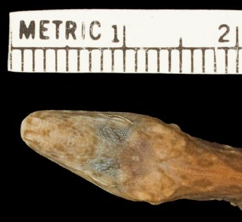 Media type: image;   Herpetology R-159997